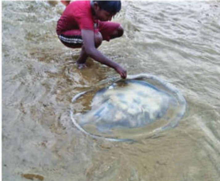 Swarming of jellyfish along Digha coastline sparks concern