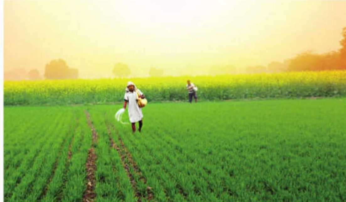 India's Agricultural Production Surges to Record High in 2024-25