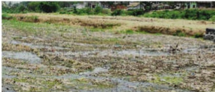 Japanese technology to aid ₹3,000 cr river revival plan