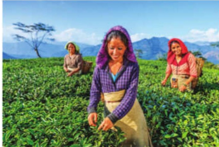 Tea turmoil: State govt amends Tea Tourism Policy in response to protests brewing over land rights