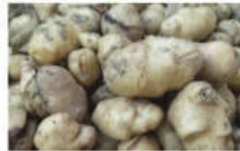 Deformed potato yield leads to huge losses in Arambagh