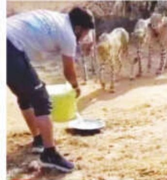 Madhya Pradesh forest department driver removed for providing water to cheetahs