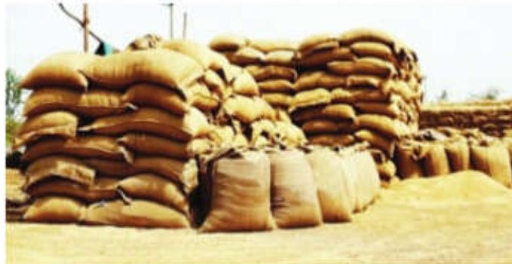 UP Govt Orders Secure Wheat Storage in Warehouses Amid Procurement Drive Due to Inclement Weather