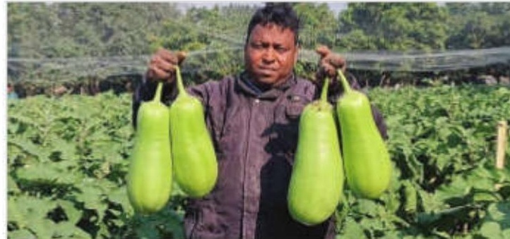 Malda chamber seeks GI tag for local brinjal varieties
