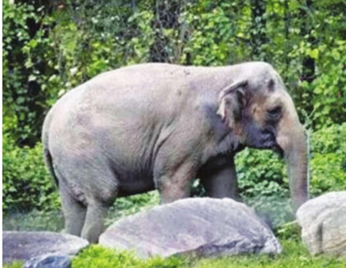 Darjeeling: Elephant strays into North Bengal University campus near Siliguri, damage reported