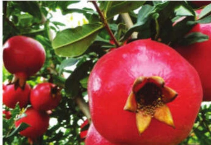 First commercial sea shipment of Indian pomegranates from Maha reaches USA