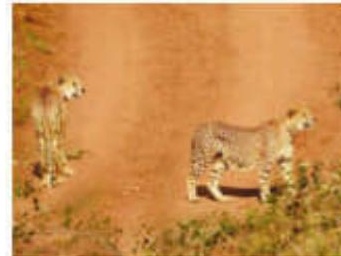 MP: Two cheetahs relocated from Kuno to Gandhi Sagar