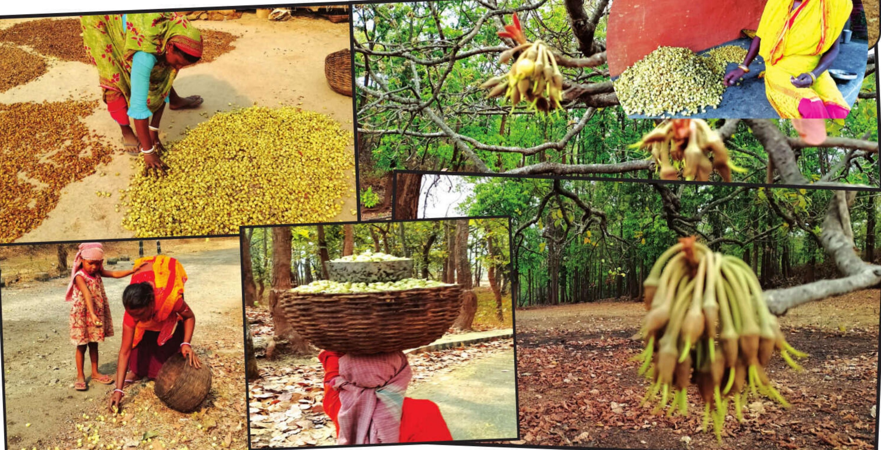 Land of delightful Mahuas: The Sacred Harvest of Jhargram's Tribal Heartland