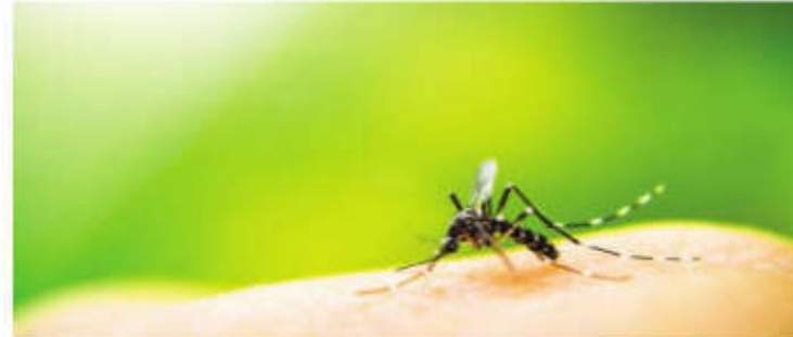 Mosquito menace: Sleep loss, restlessness to health hazards