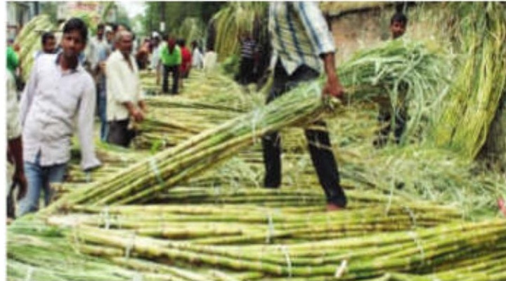 Govt Increases Fair And Remunerative Price Of Sugarcane By 4.41 Per Cent To ₹355/Quintal