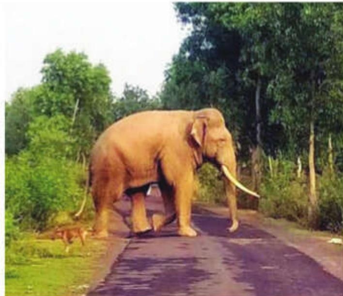 MP Govt's Nod to ₹47.11-Crore Plan for Management of Wild Elephants