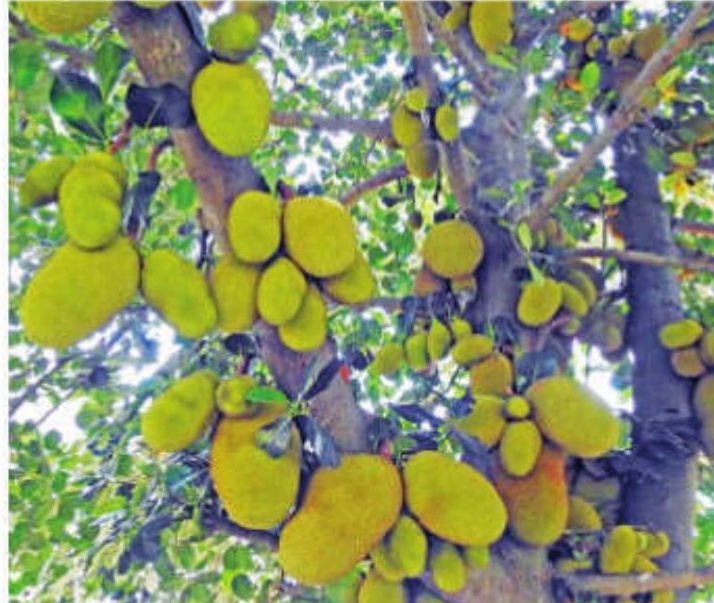Tubagere's golden fruit: Karnataka's patented jackfruit varieties signal a rural revival