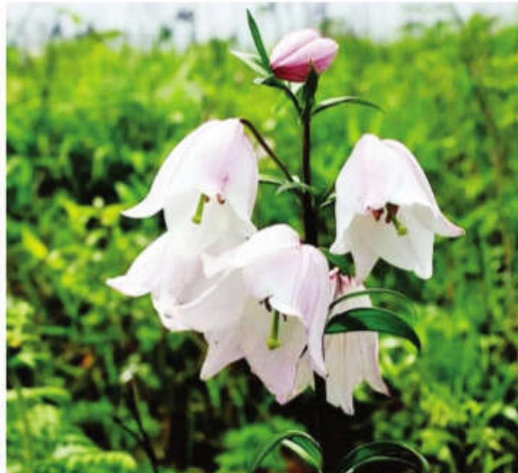 Manipur prepares for Shirui Festival