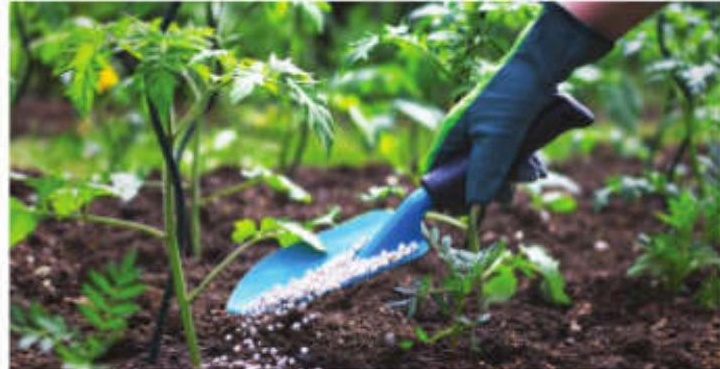 35 Cr Saplings To Be Planted In UP In 2025 As CM Sets A Goal To Achieve 20 Pc Green Cover By 2030