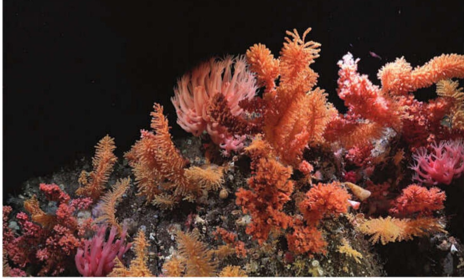 Frozen yet glowing - Antarctica's coral garden is real and thriving