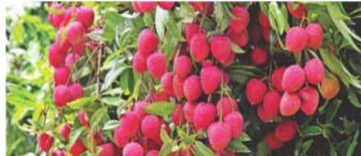 India Exports First Rose-Scented Litchi Consignment From Punjab To Qatar And UAE