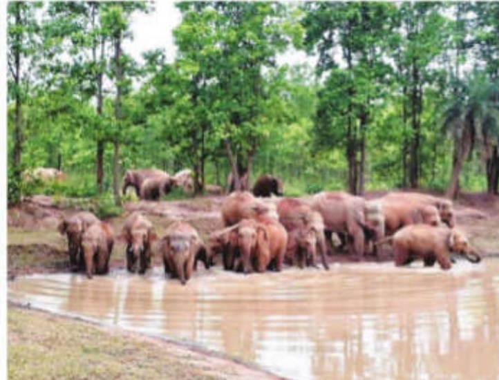 Elephant baby boom turns Junglemahal into Bengal's new wildlife nursery