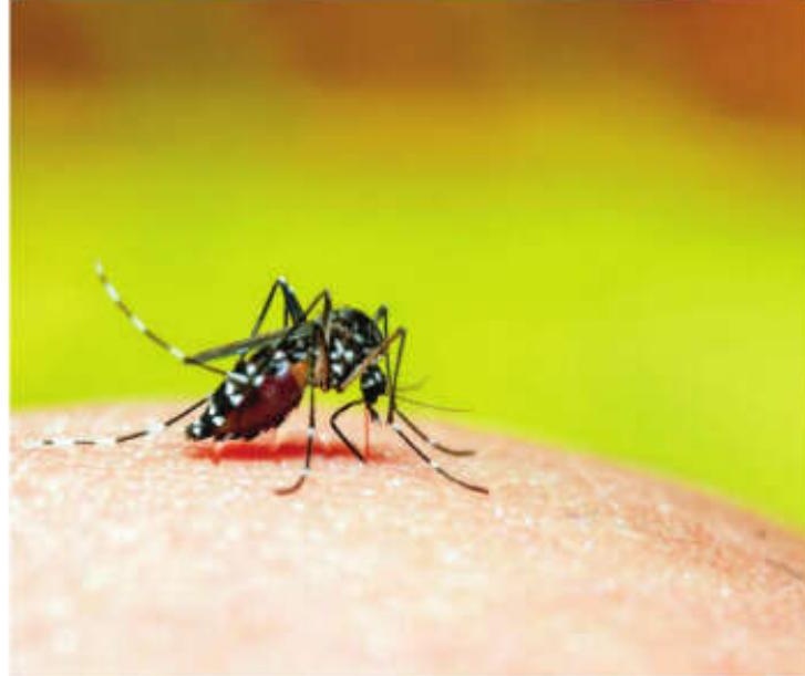 GCPL sounds alarm bell over use of illegal Chinese mosquito repellent incense sticks