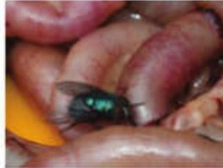 New research makes blow flies better aids in crimesolving