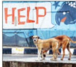 Stray dogs to be released after vaccination, says SC