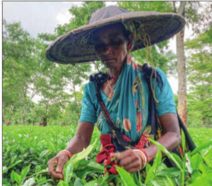 ALC issues advisory on 20 pc bonus for tea garden workers