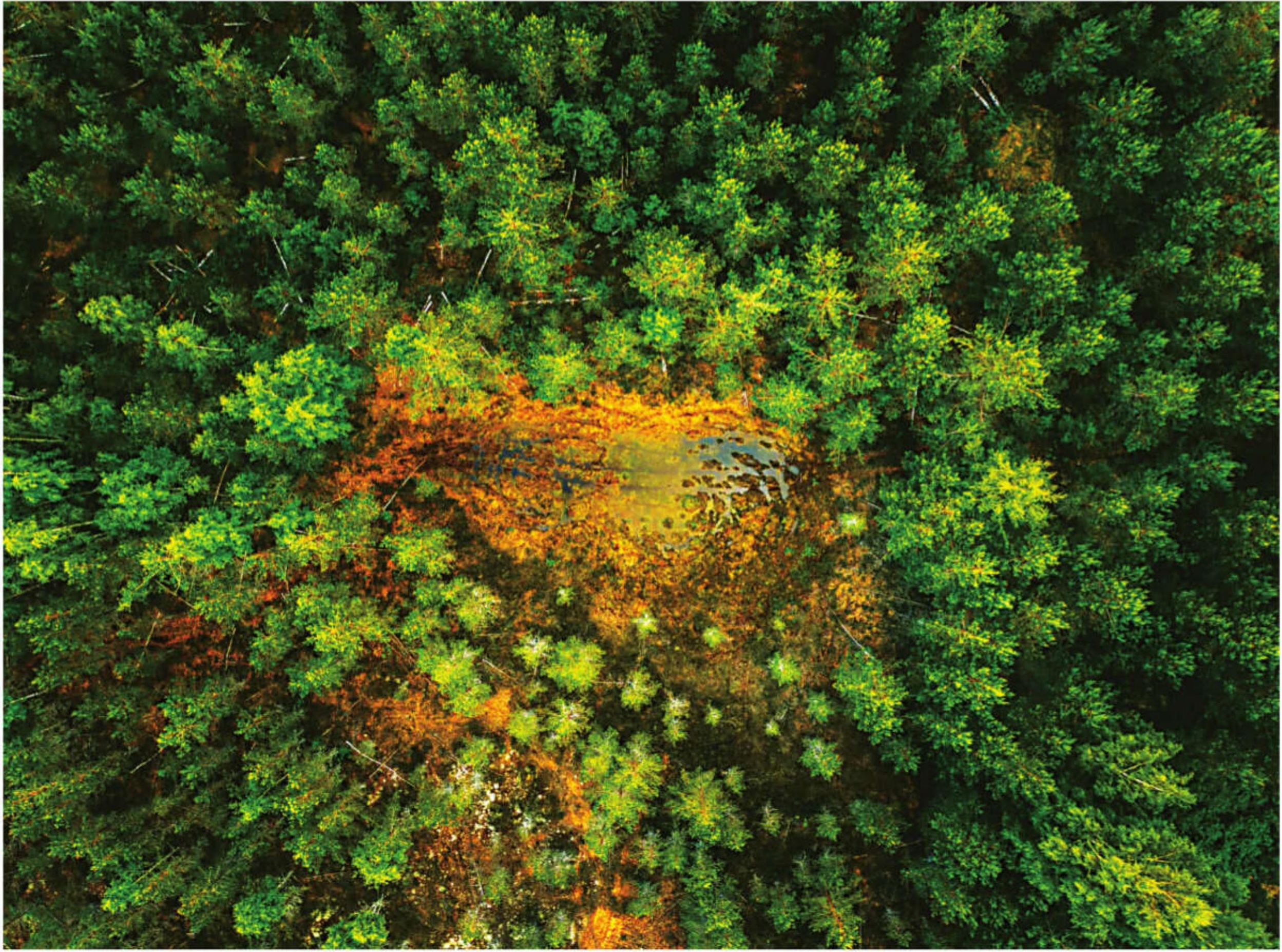Trees alone won't save us: New study says forestation has less potential to fix the climate