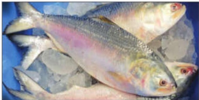First consignment of 38 MT Hilsa from B'desh reaches state
