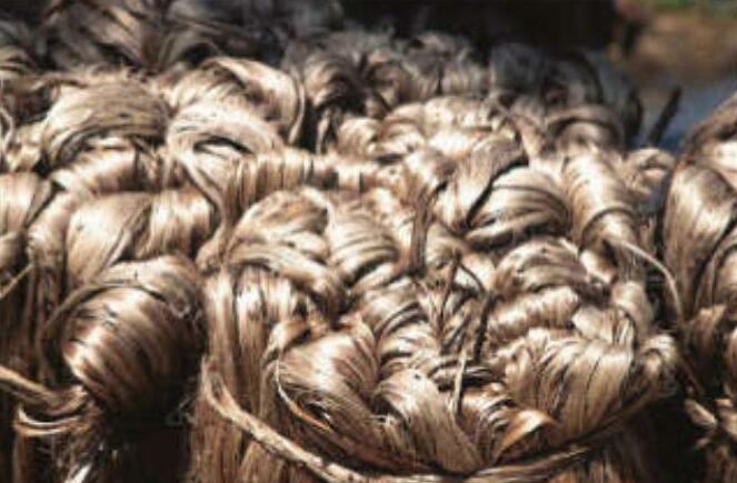 CRIJAF, state government to promote jute use for sustainable, plastic ...