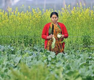 खेती बनेगी अर्थव्यवस्था का पहला इंजन