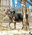अलीपुर में सांड के हमले में बुजुर्ग की मौत, बचाने आए चार घायल