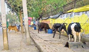 मुख्यमंत्री की सख्ती के बाद भी सड़कों पर मवेशियों का जमावड़ा, निगम के प्रयास रहे नाकाफी