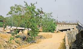 चार बड़ी परियोजनाओं के बीच आ रहे 538 हरे पेड़, 431 होने हैं प्रत्यारोपित