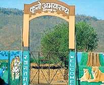 कूनो नेशनल पार्क में निर्वा बढ़ाएगी चीतों का कुनबा