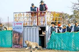अब गांधीसागर अभयारण्य बना चीतों का दूसरा घर