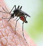 कागजों में अब जानलेवा नहीं मलेरिया, फिर भी बेमौत मर रहे लोग