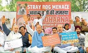 कुत्तों की समस्या को लेकर दिया धरना