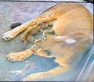 16 साल बाद आई खुशी, महागौरी बनीं चार शावकों की मां