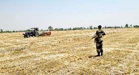 बीएसएफ की निगरानी में पाकिस्तानी सीमा से सटे क्षेत्र में गेहूं की कटाई पूरी