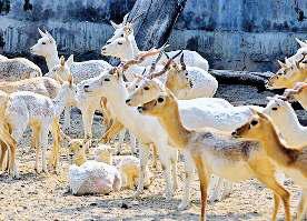 चिड़ियाघर में अधिकारियों की लापरवाही से एक सप्ताह में छह वन्यजीवों की मौत