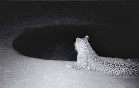 असोला में बने 200 वाटर पिट बुझा रहे तेंदुए और हिरण की प्यास