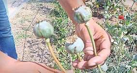 अफीम के हजार पौधे थे विश्वविद्यालय में