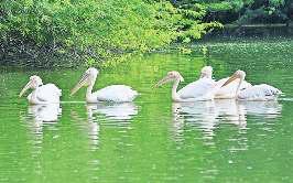 बर्ड फ्लू की आहट के बाद चिड़ियाघर में बढ़ाई गई जैव सुरक्षा