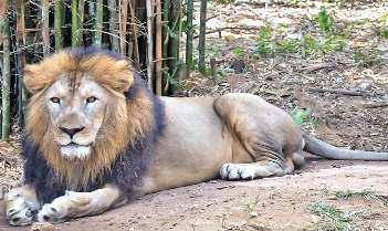 बड़ी खुशखबरी, देश में 32% बढ़े एशियाई शेर