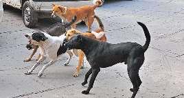 राजधानी में कुत्तों का आतंक, प्रतिदिन दो हजार लोग हो रहे इनके शिकार