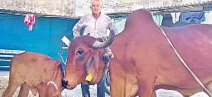 बदली तस्वीर : देसी गायों के दूध का भाया स्वाद, पशुपालक हुए खुशहाल