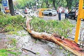 वर्षा से जलभराव, कई स्थानों पर पेड़ व उनकी शाखाएं गिरीं
