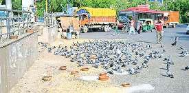 फ्लाईओवर, ऊंची इमारतें और खंडहर बन रहे कबूतरों का ठिकाना