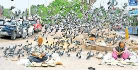 कबूतर बने कमाई का जरिया, सालाना 70 करोड़ से अधिक का खा रहे दाना