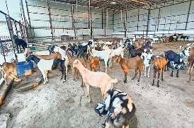 कुर्बानी को आएं 400 बकरों को जैन समाज ने बचाया