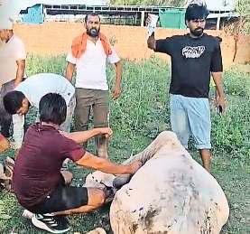 रेवाड़ी में फैक्ट्री से निकला रसायनयुक्त पानी पीने से 13 गायों की जान गई, प्रदर्शन